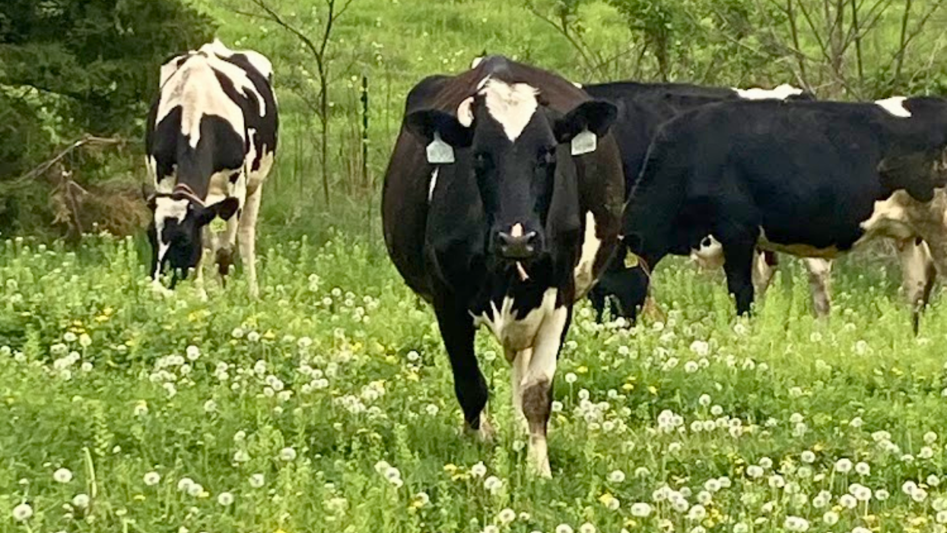 Dairy Grazing Pasture Walk