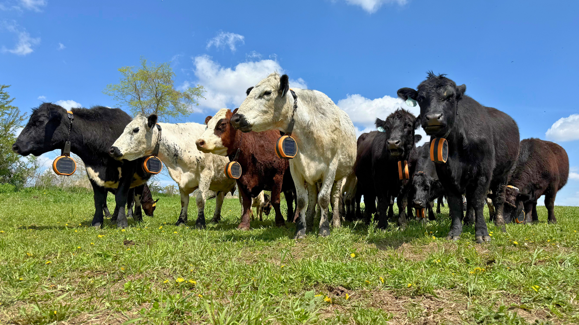 Virtual Fence Pasture Walk