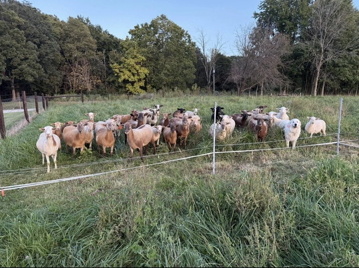 Pasture Walk: Grazing Silvopasture and CRP