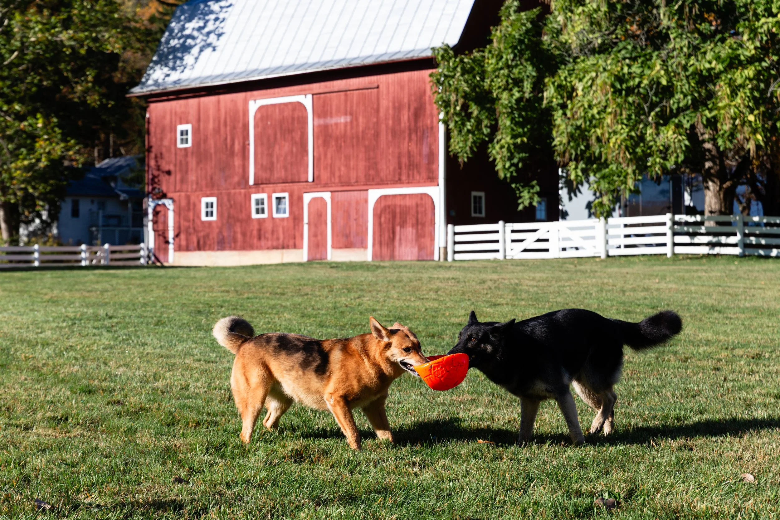 Two dogs playing together on a grassy yard, one tan with white, the other black, sharing an orange frisbee. In the background, a red barn with white trim and several small windows, surrounded by trees.