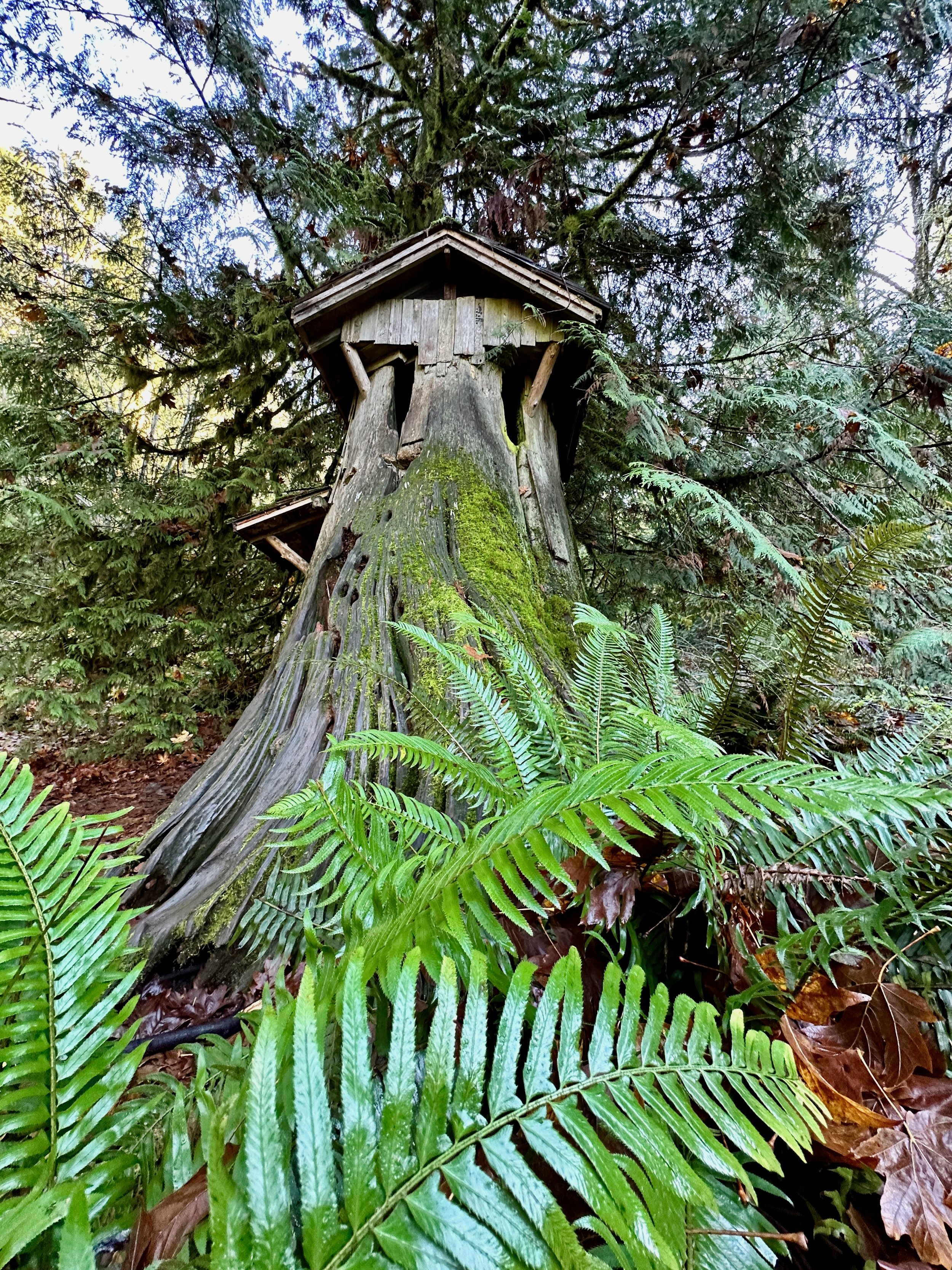 The Stumphouse, Guillemot Cove