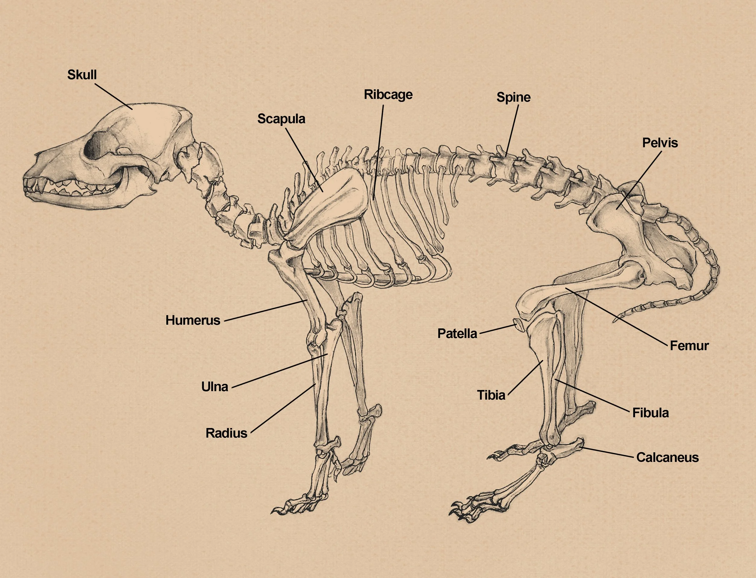 LD#1_DogAssignment_Skeleton.jpg