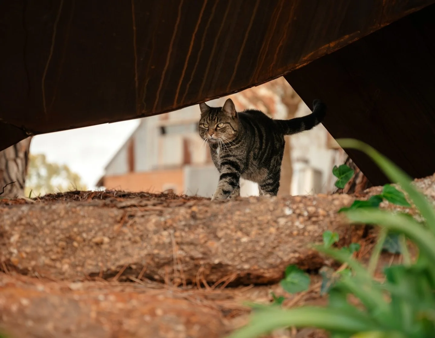 The original custodian of Wonderground, Tiger is making more special guest appearances&hellip; he welcomes guests by yelling at them then walking around their legs, once he is happy with rubbing fur all over your trousers, he may precede to lay down 