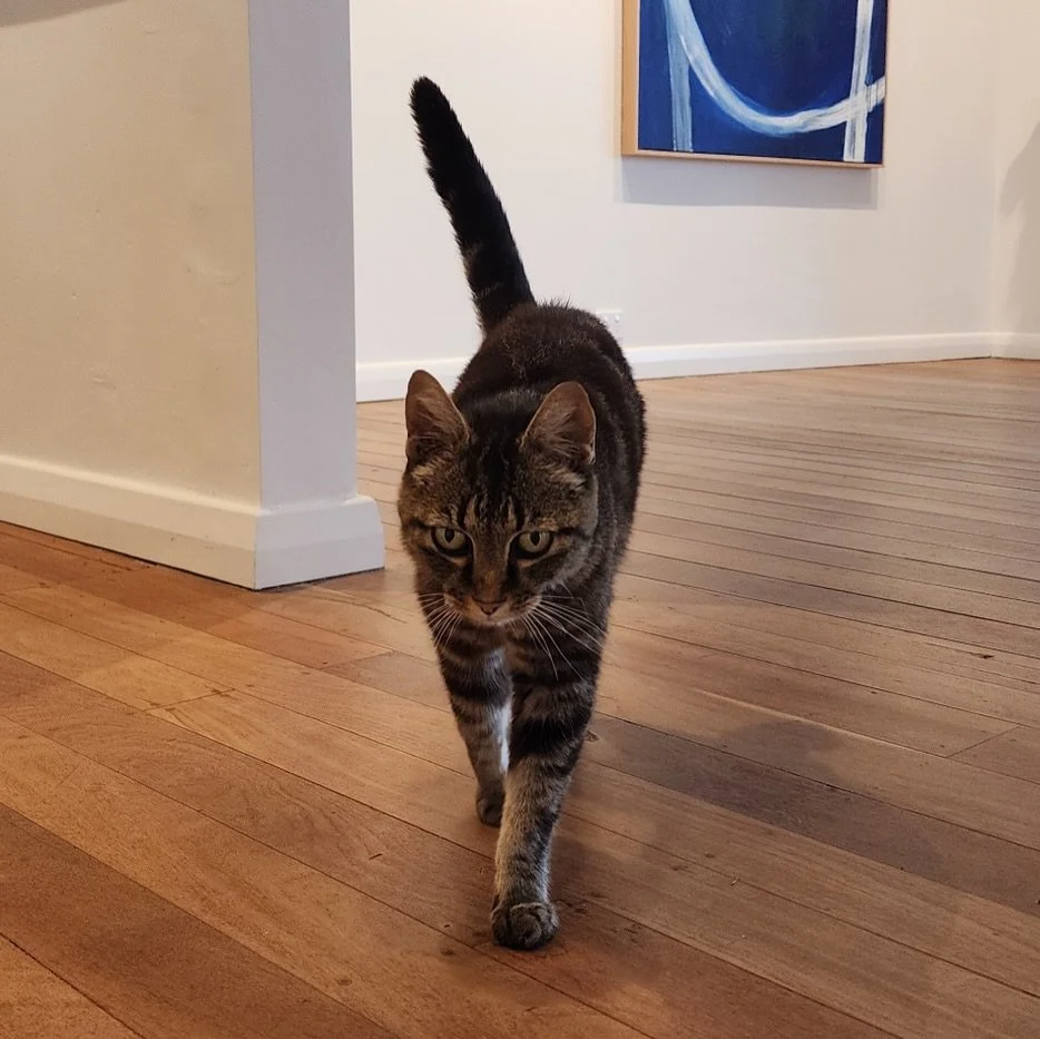 Sadly, Tiger, who many of you will know from our time at the gallery, is no longer with us. 

Tiger came with the property and has watched and meowed at us every step of the way.  His intermittent interactions became a lot more frequent as the years 