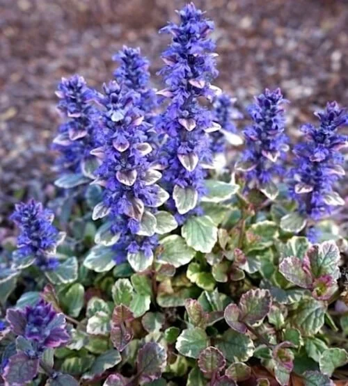 ajuga-reptans-burgundy-glow-bugleweed-flowers-500x555.jpg