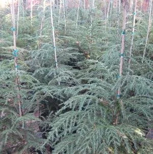 Tsuga canadensis (Eastern Hemlock) #10