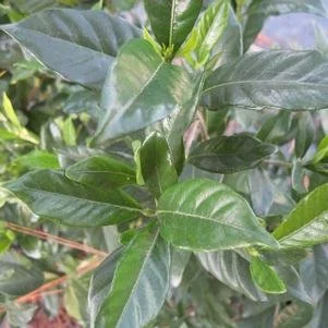 Gardenia jasminoides 'August Beauty' #3