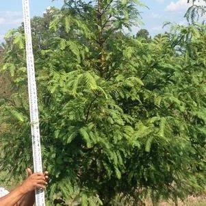 Taxodium disitchum (Bald Cypress) 2" B&B