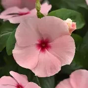 titanium apricot.webp