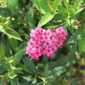 Spiraea japonica 'Neon Flash' #3