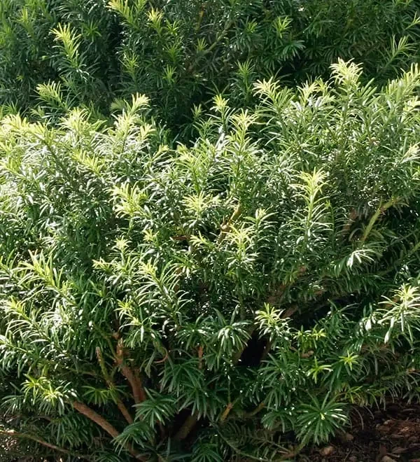 Cephalotaxus harringtonia 'Plania' (Yewtopia Plum Yew) #3