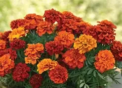 fireball marigold.webp