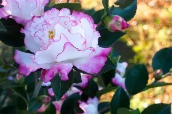Camellia sasanqua 'October Magic Inspiration' #3