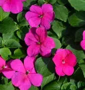 violet impatien.webp