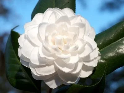 Camellia japonica 'Seafoam' #3