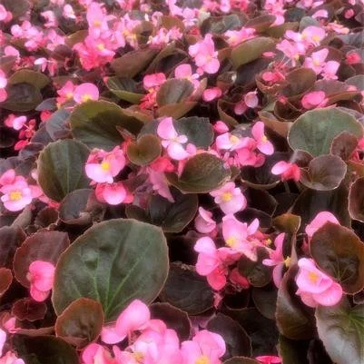 bronze leaf pink.jpg