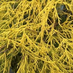 Chamaecyparis pisifera 'King's Gold' (King's Gold Cypress) #3