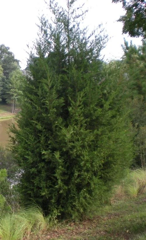 Juniperus virginiana (Eastern Red Cedar) #10