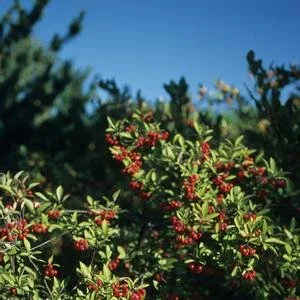 Aronia 'Brilliantisima' (Brilliant Red Chokeberry) #3