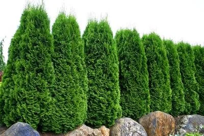 Thuja 'Emerald Green' (Emerald Green Arborvitae) 6'B&B