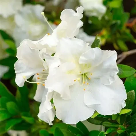 Rhododendron satsuki 'Gumpo White' (Gumpo White Azalea) #3