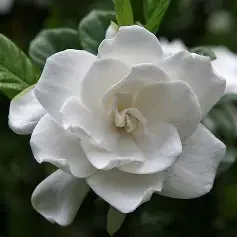 Gardenia jasmioides 'Radicans' (Trailing Dwarf Gardenia) #3