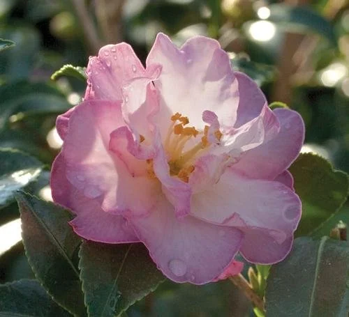 Camellia sasanqua 'October Magic Orchid' #3