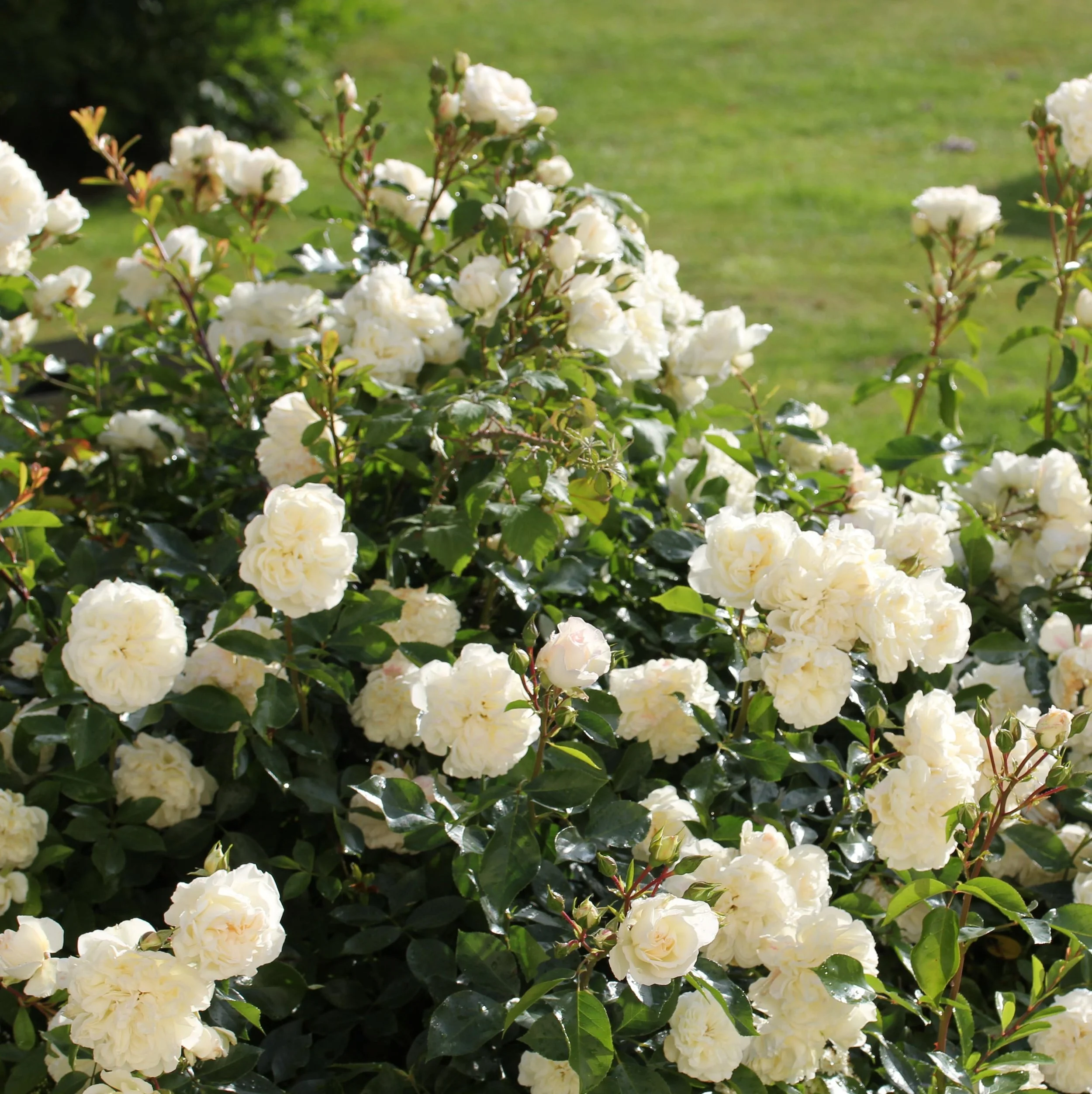 Sit Like Rosa Rosa Red Drift® #3 — Collentro Growers