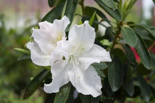 Rhododendron indica 'Mrs. G.G. Gerbing' #3