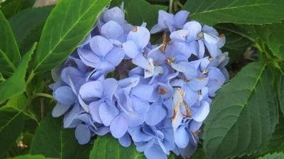 Hydrangea macrophylla 'All Summer Beauty' #3
