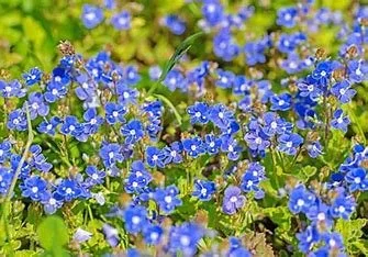 Veronica u. 'Georgia Blue' (Georgia Blue Speedwell) #1 — Collentro Growers