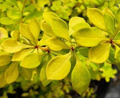 Berberis thunbergii 'Aurea' (Golden Barberry) #3