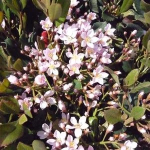 Raphiolepsis indica 'Eleanor Taber' (Eleanor Taber Indian Hawthorn) #3