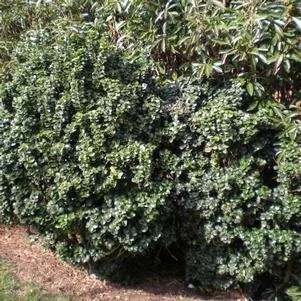 curly ligustrum.jpg