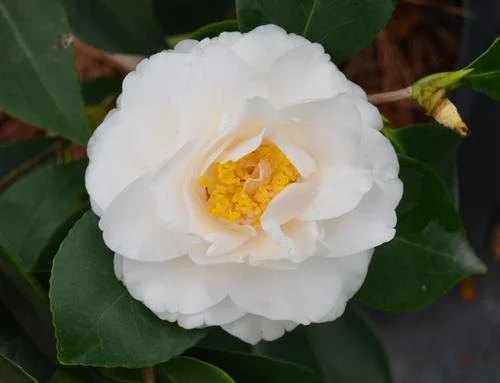 Camellia japonica 'Victory White' #3