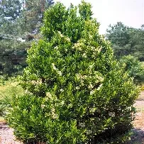 chindo.webp