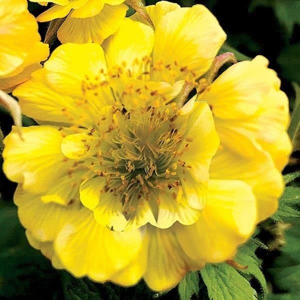 geum-tempo-yellow-6585-p.jpeg