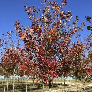 Acer rubrum 'Sun Valley' (Sun Valley Red Maple) 2" B&B
