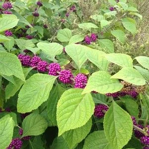 altropurpurea.jpg