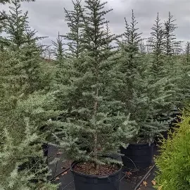 Cedrus deodara 'Patti Faye' (Patti Faye Deodor Cedar) #15