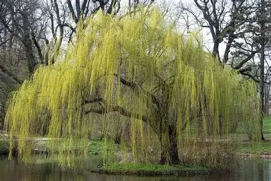 Salix babylonica (Weeping Willow) #10