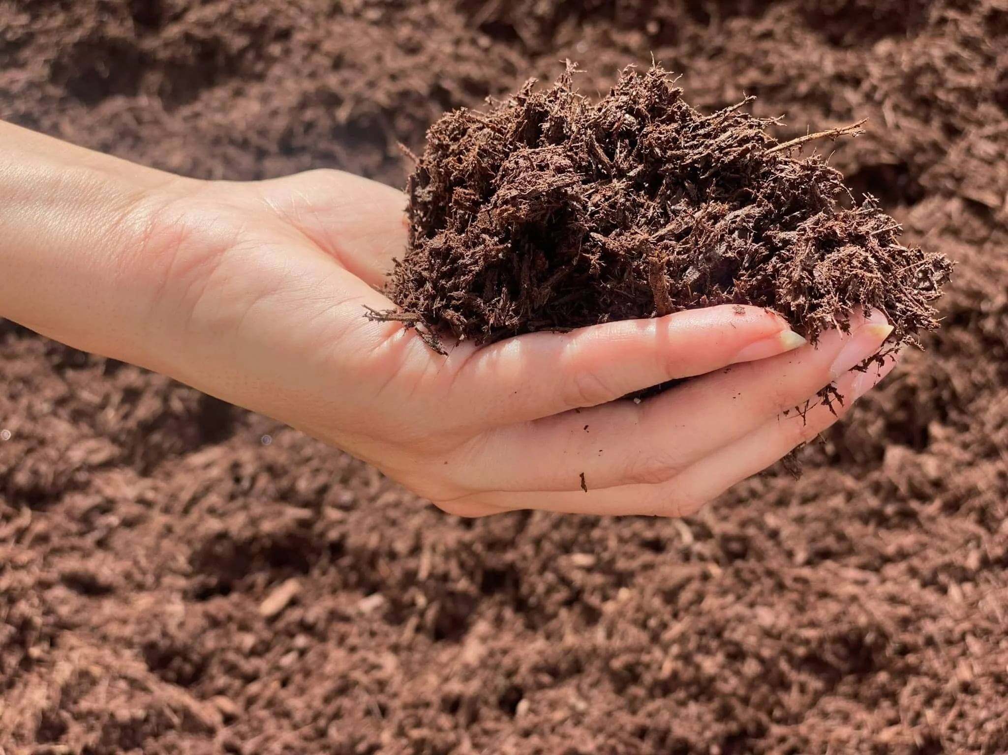 Cherry Brown Shredded Mulch