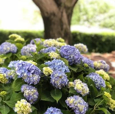 Hydrangea macrophylla 'Nantucket Blue' #3