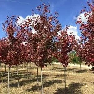 Acer rubrum 'Somerset' (Somerset Red Maple) 2'B&B