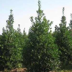 Ilex x 'Nellie R. Stevens' (Nellie Stevens Holly) 7' B&B