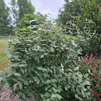 Viburnum carlessi (Korean Spice Viburnum) #3