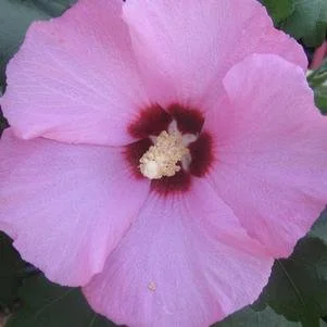 aphrodite rose of sharon.jpg