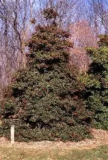 Ilex opaca 'Red Velvet' (Red Velvet American Holly)  6' B&B