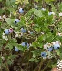 Vaccinium angustifolium (Lowbush Blueberry) #1