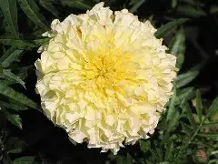vanilla marigold.webp